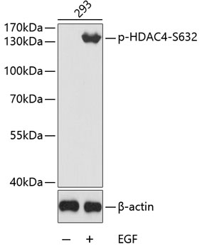 Phospho-HDAC4-S632 Rabbit pAb