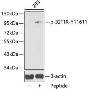 Phospho-IGF1R-Y1161 Rabbit pAb