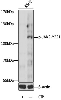 Phospho-JAK2-Y221 Rabbit pAb