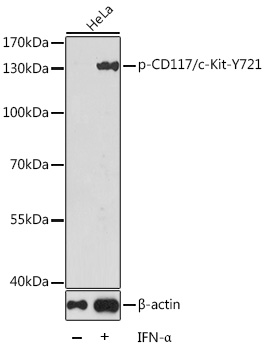 Phospho-CD117/c-Kit-Y721 Rabbit pAb