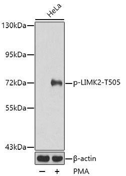 Phospho-LIMK2-T505 Rabbit pAb