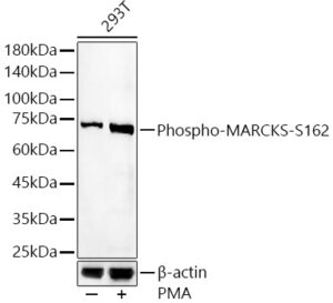 Phospho-MARCKS-S162 Rabbit pAb