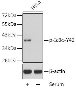 Phospho-IκBα-Y42 Rabbit pAb