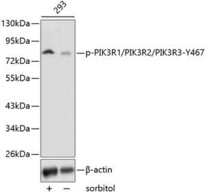 Phospho-PI3KP85α/P55γ/P85β-Y467/Y464/Y199 Rabbit pAb
