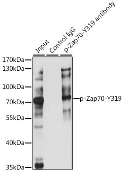 Phospho-ZAP70-Y319 Rabbit pAb