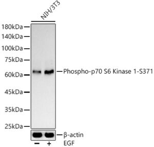 Phospho-p70 S6 Kinase 1-S371 Rabbit pAb
