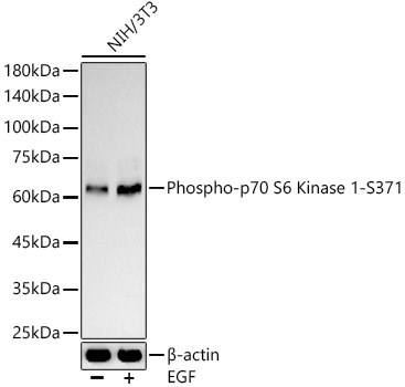 Phospho-p70 S6 Kinase 1-S371 Rabbit pAb