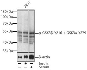 Phospho-GSK3β-Y216 + GSK3α-Y279 Rabbit pAb