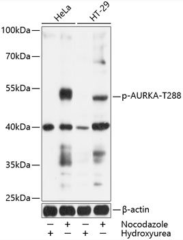 Phospho-AURKA-T288 Rabbit pAb