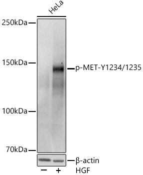 Phospho-MET-Y1234/1235 Rabbit pAb