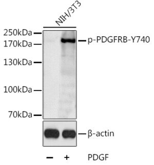 Phospho-PDGFRB-Y740 Rabbit pAb