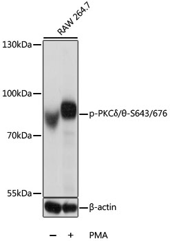 Phospho-PKCδ/θ-S643/676 Rabbit pAb