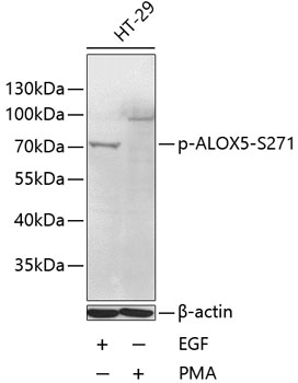 Phospho-ALOX5-S271 Rabbit pAb