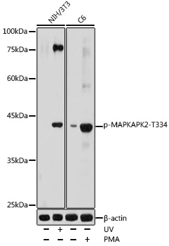 Phospho-MAPKAPK-2/MK2-T334 Rabbit pAb