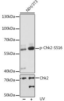 Phospho-Chk2-S516 Rabbit pAb
