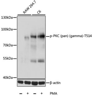 Phospho-PKC (pan) (gamma)-T514 Rabbit pAb
