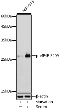 Phospho-eIF4E-S209 Rabbit pAb
