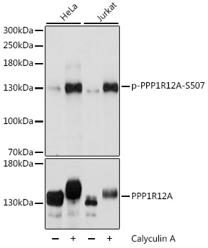 Phospho-PPP1R12A-S507 Rabbit pAb