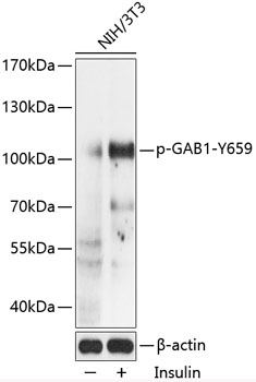 Phospho-GAB1-Y659 Rabbit pAb