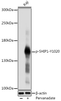 Phospho-SHIP1-Y1020 Rabbit pAb