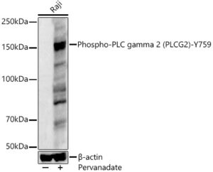 Phospho-PLC gamma 2 (PLCG2)-Y759 Rabbit pAb