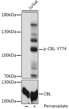 Phospho-CBL-Y774 Rabbit pAb