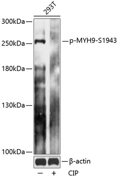 Phospho-MYH9-S1943 Rabbit pAb