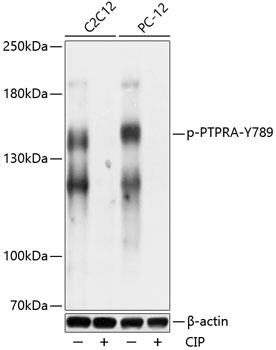 Phospho-PTPRA-Y789 Rabbit pAb