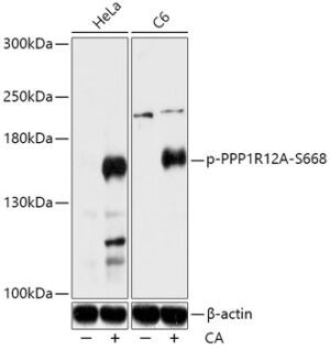 Phospho-PPP1R12A-S668 Rabbit pAb