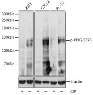 Phospho-PPIG-S376 Rabbit pAb