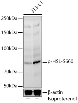 Phospho-HSL-S660 Rabbit pAb