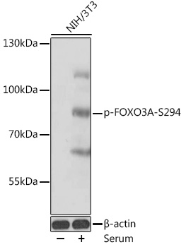 Phospho-FOXO3A-S294 Rabbit pAb