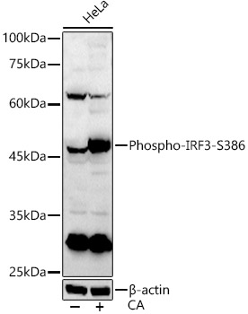 Phospho-IRF3-S386 Rabbit pAb