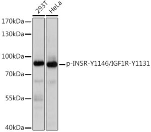Phospho-INSR-Y1146/IGF1R-Y1131 Rabbit pAb