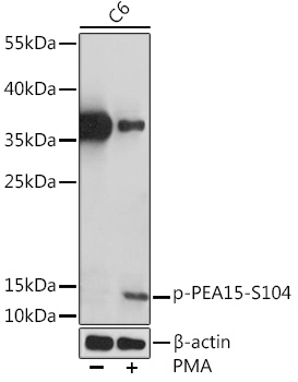 Phospho-PEA15-S104 Rabbit pAb