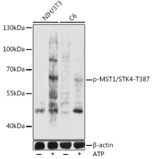 Phospho-MST1/STK4-T387 Rabbit pAb
