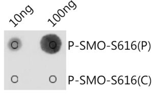 Phospho-SMO-S616 Rabbit pAb