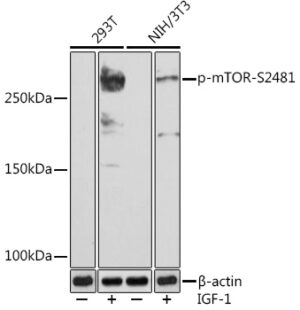 Phospho-mTOR-S2481 Rabbit mAb