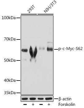 Phospho-c-Myc-S62 Rabbit mAb