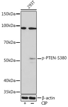 Phospho-PTEN-S380 Rabbit mAb