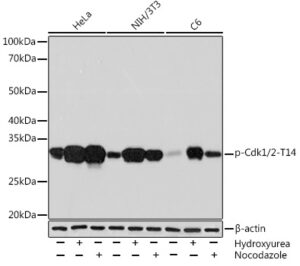 Phospho-Cdk1/2-T14 Rabbit mAb