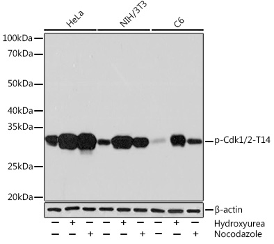 Phospho-Cdk1/2-T14 Rabbit mAb