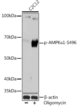 Phospho-AMPKα1-S496 Rabbit mAb