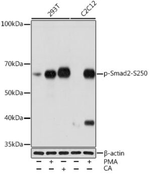 Phospho-Smad2-S250 Rabbit mAb