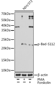 Phospho-Bad-S112 Rabbit mAb