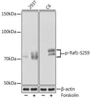 Phospho-Raf1-S259 Rabbit mAb
