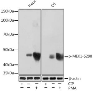 Phospho-MEK1-S298 Rabbit mAb