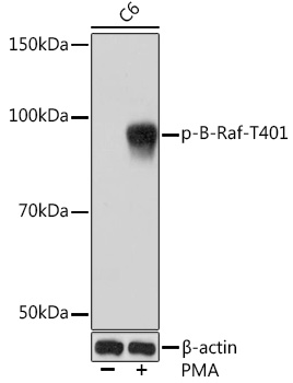 Phospho-B-Raf-T401 Rabbit mAb