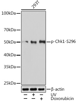Phospho-Chk1-S296 Rabbit mAb