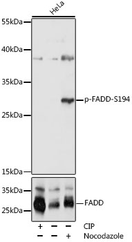 Phospho-FADD-S194 Rabbit pAb